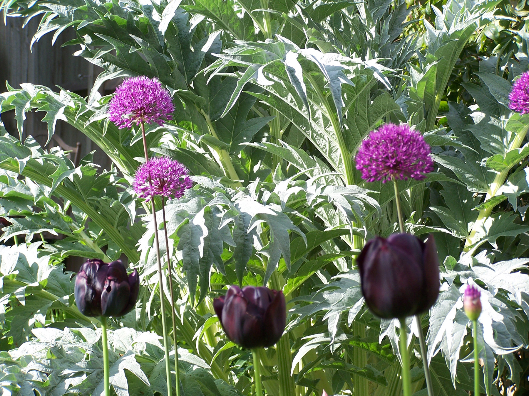 Tulips and alliums