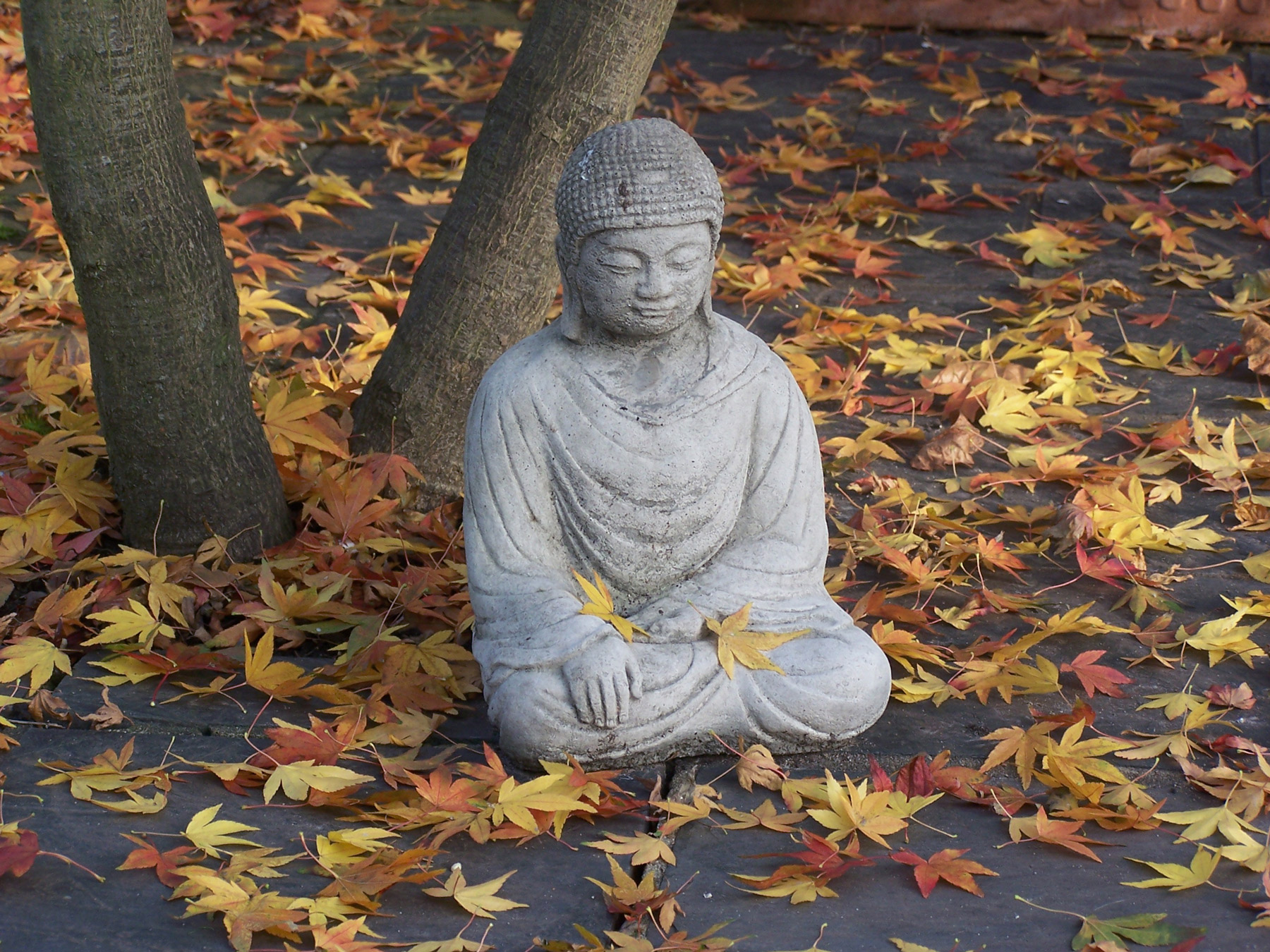 The Buddha with Maple leaves